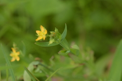 Hypericum majus