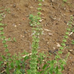Ocimum × africanum
