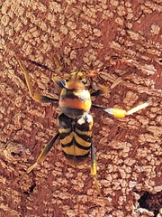 Xylotrechus chinensis