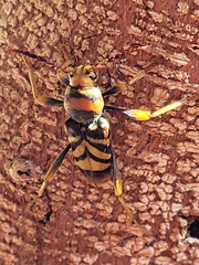 Xylotrechus chinensis