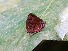 Arhopala centaurus