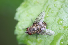 Pollenia rudis