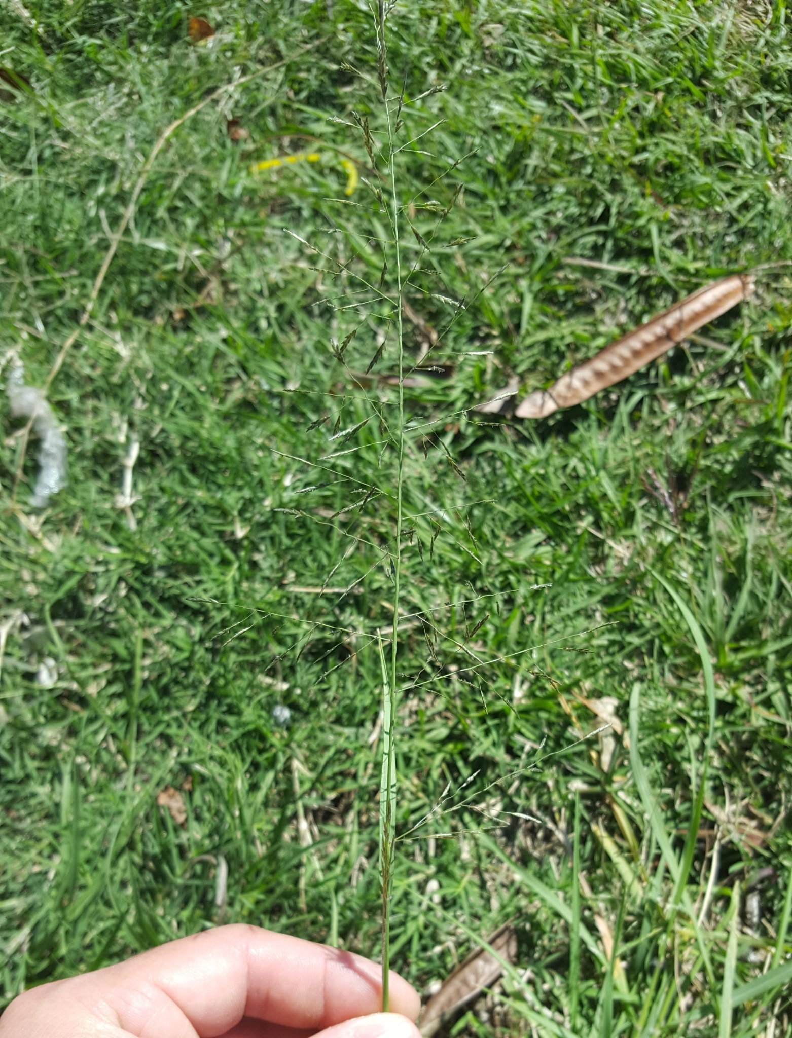 (c) François Rousseu, certains droits réservés (CC BY-NC) https://www.inaturalist.org/observations/90138340