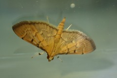 Herpetogramma rudis