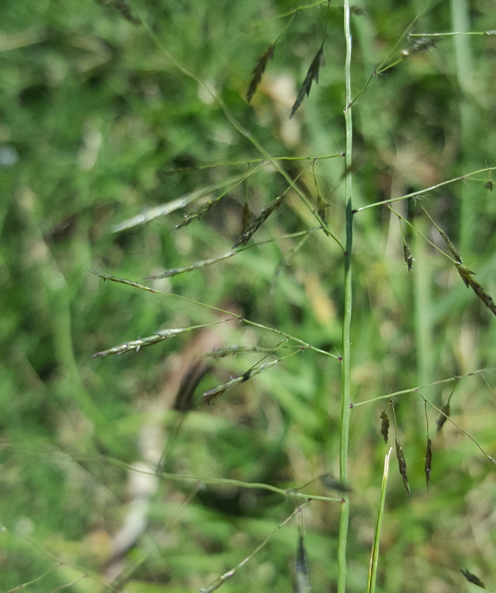(c) François Rousseu, certains droits réservés (CC BY-NC) https://www.inaturalist.org/observations/90138340