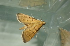 Herpetogramma rudis