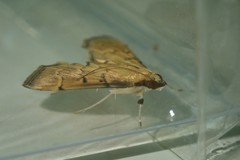 Herpetogramma rudis
