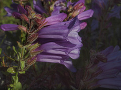 Penstemon fruticosus fruticosus