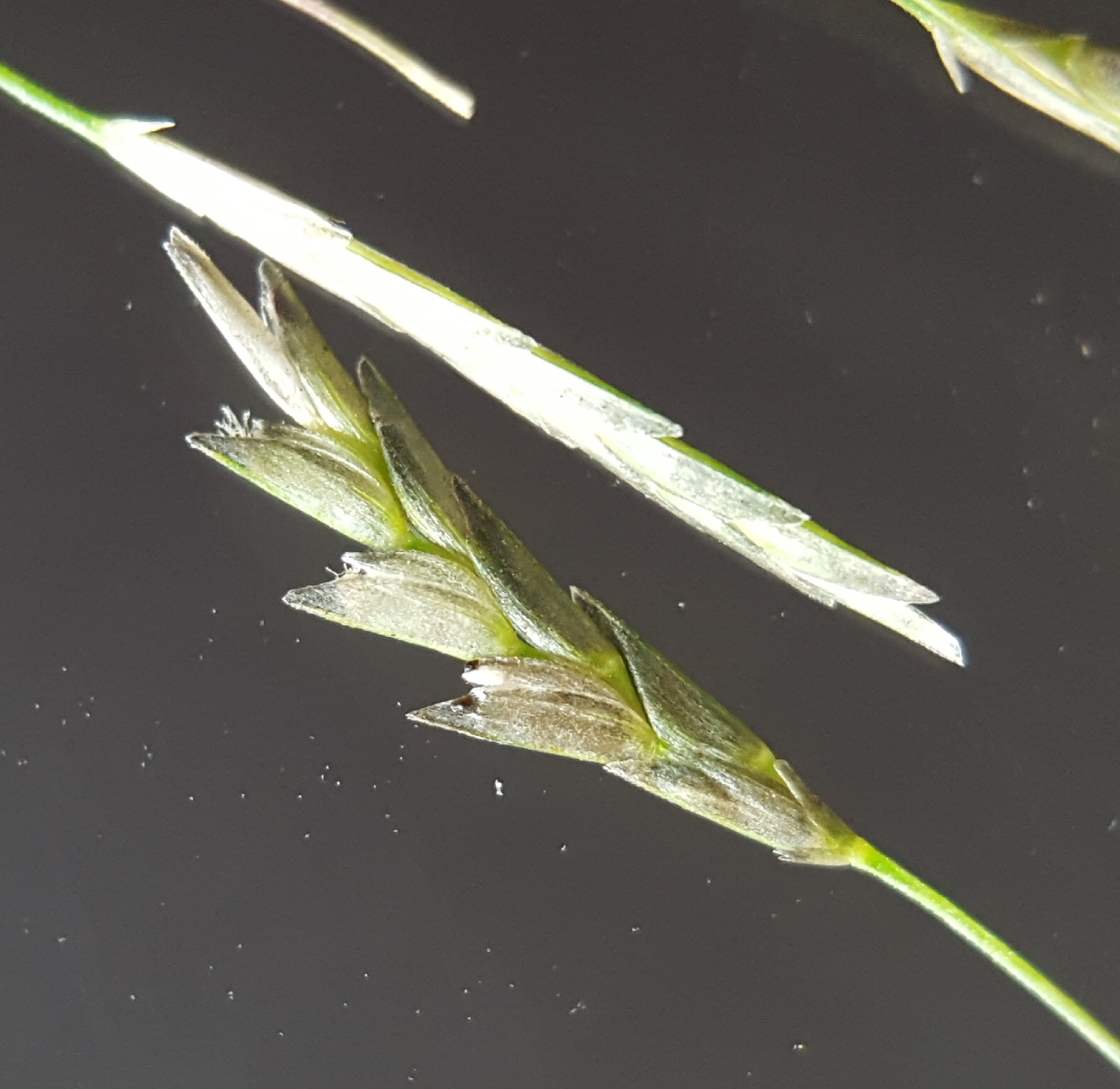 (c) François Rousseu, certains droits réservés (CC BY-NC) https://www.inaturalist.org/observations/90138340