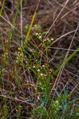 Senecio rhyncholaenus