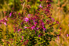 Syncolostemon rotundifolius
