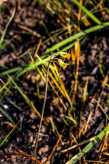 Tulbaghia acutiloba