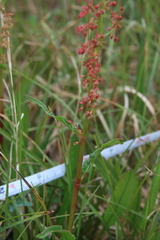 Rumex arcticus