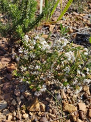 Agathosma ciliaris