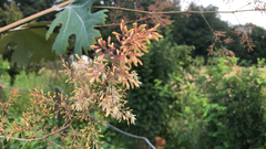 Bocconia frutescens