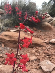 Penstemon utahensis