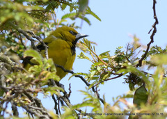Icterus nigrogularis