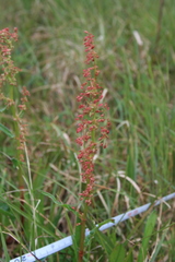 Rumex arcticus