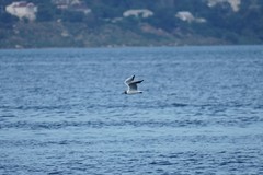 Chroicocephalus ridibundus