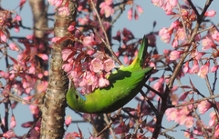 Orange-Bellied Leafbird photo 5