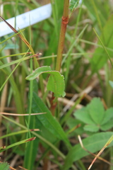 Rumex arcticus