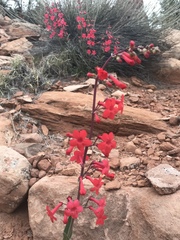 Penstemon utahensis