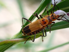 Chauliognathus discus