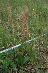 Rumex arcticus