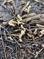 Spathulariopsis