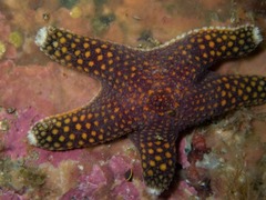 Callopatiria formosa