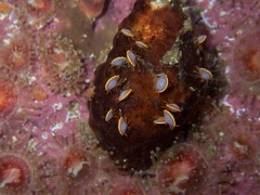 Ochlesis lenticulosus