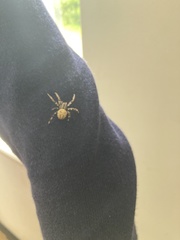 Araneus quadratus