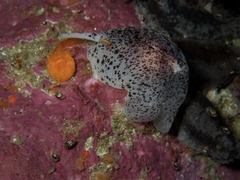 Amalda obesa