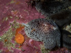 Amalda obesa