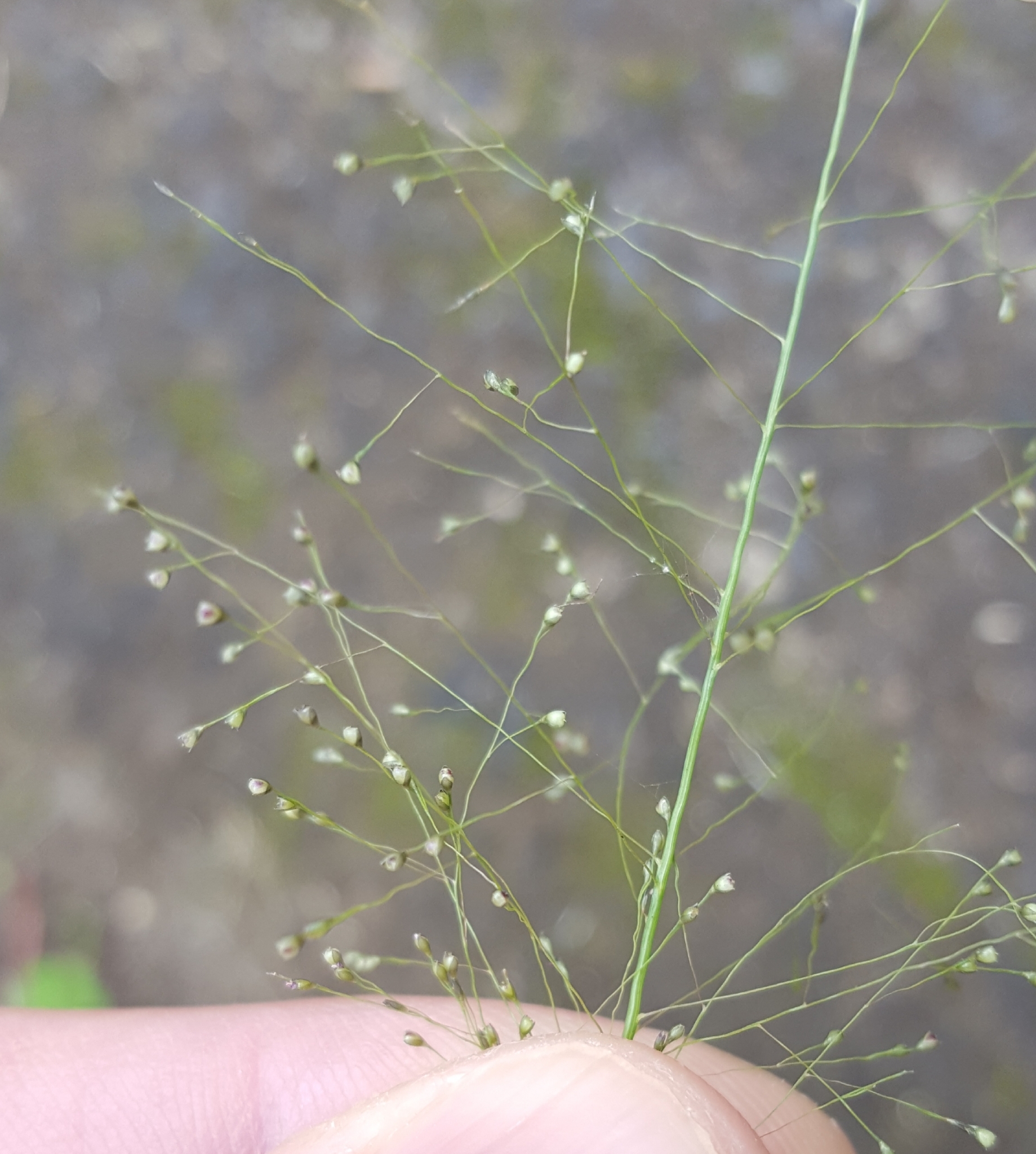 (c) François Rousseu, certains droits réservés (CC BY-NC) https://www.inaturalist.org/observations/90139004