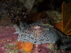 Amalda obesa