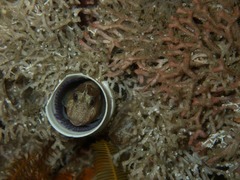 Chalaroderma ocellata