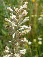 Silene multiflora