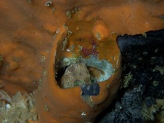 Chalaroderma ocellata