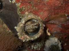 Chalaroderma ocellata