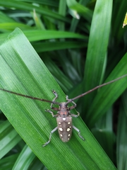 Batocera rubus