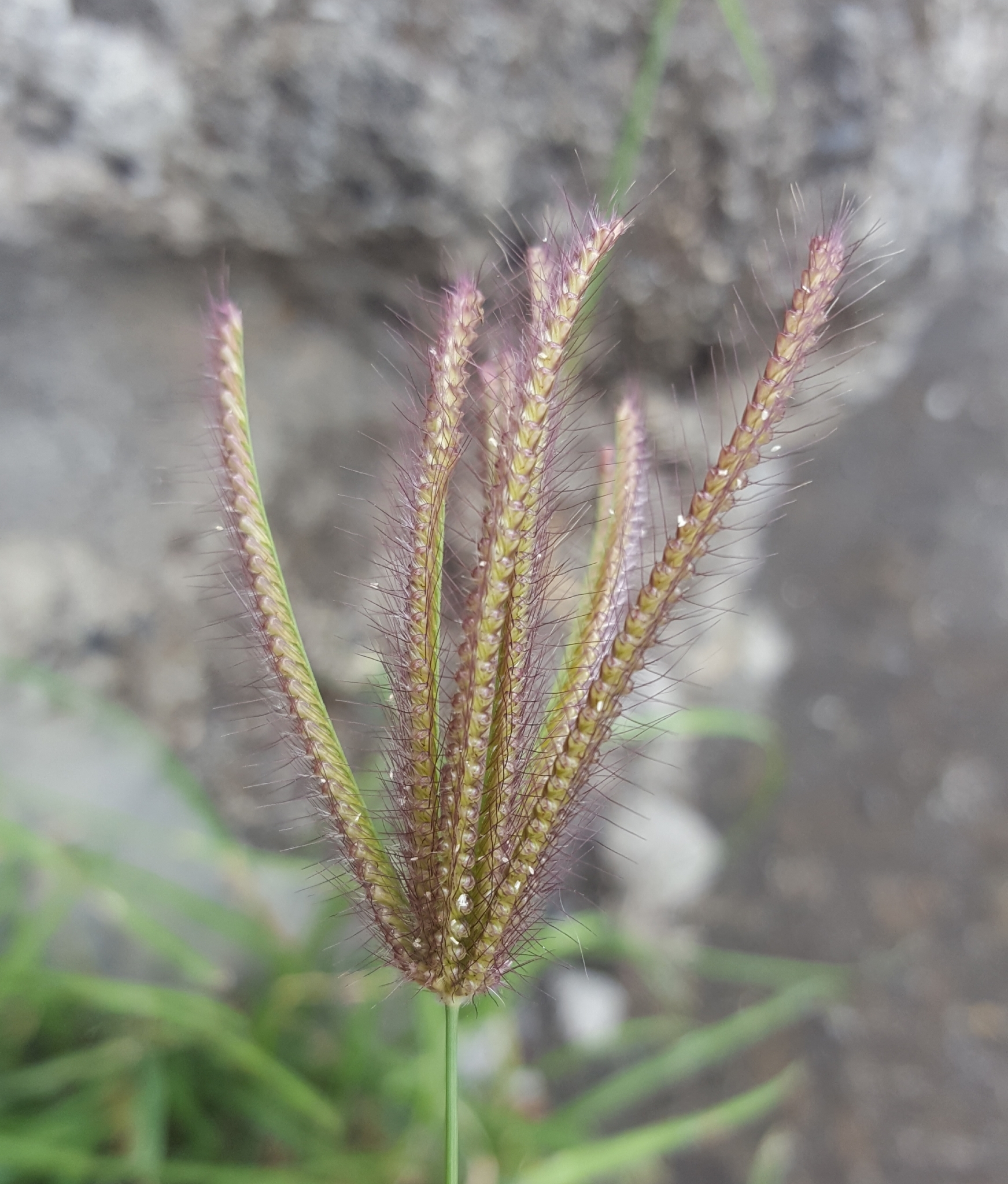 (c) François Rousseu, certains droits réservés (CC BY-NC) https://www.inaturalist.org/observations/90139051
