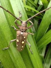 Batocera rubus