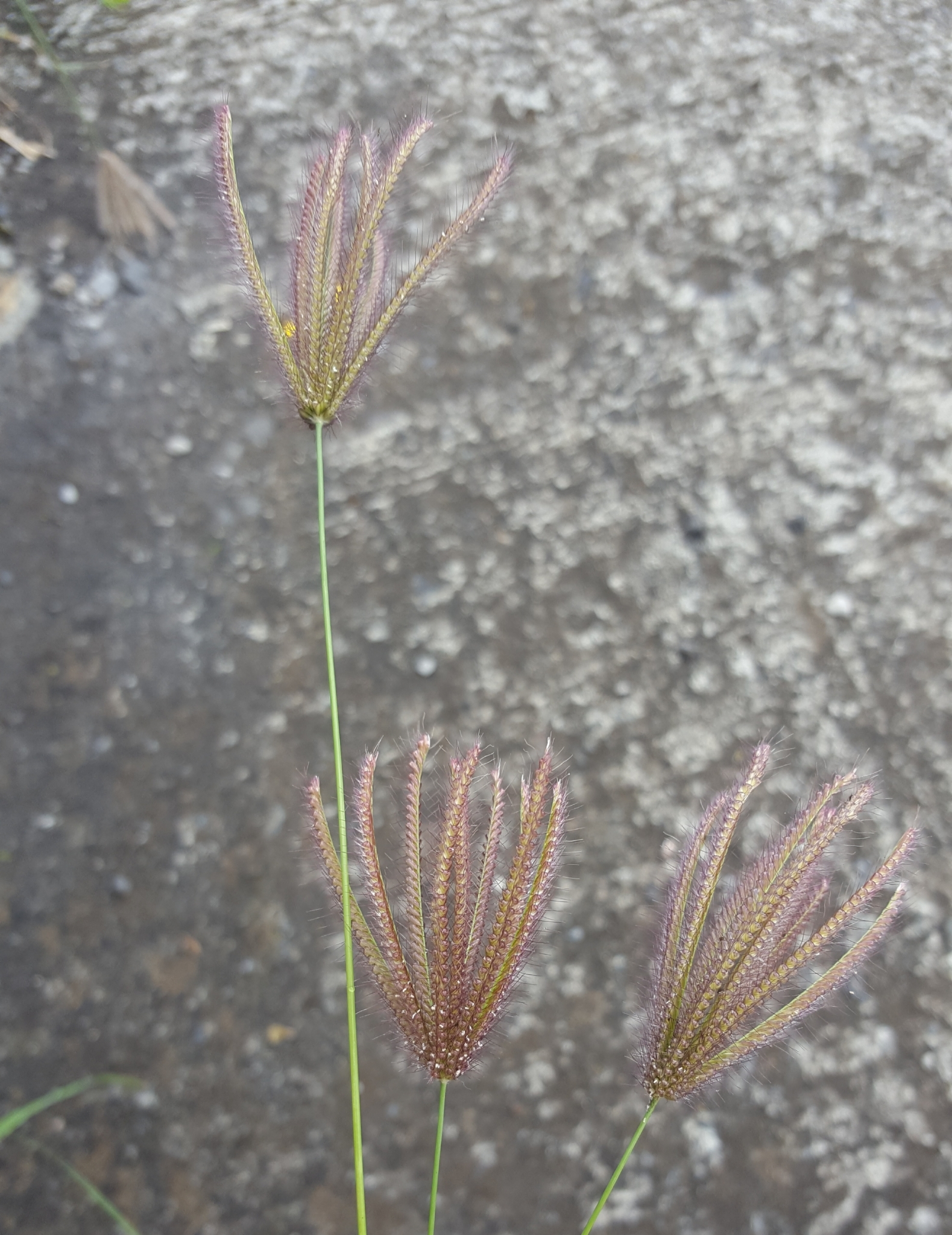 (c) François Rousseu, certains droits réservés (CC BY-NC) https://www.inaturalist.org/observations/90139051