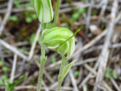 Pterostylis setulosa