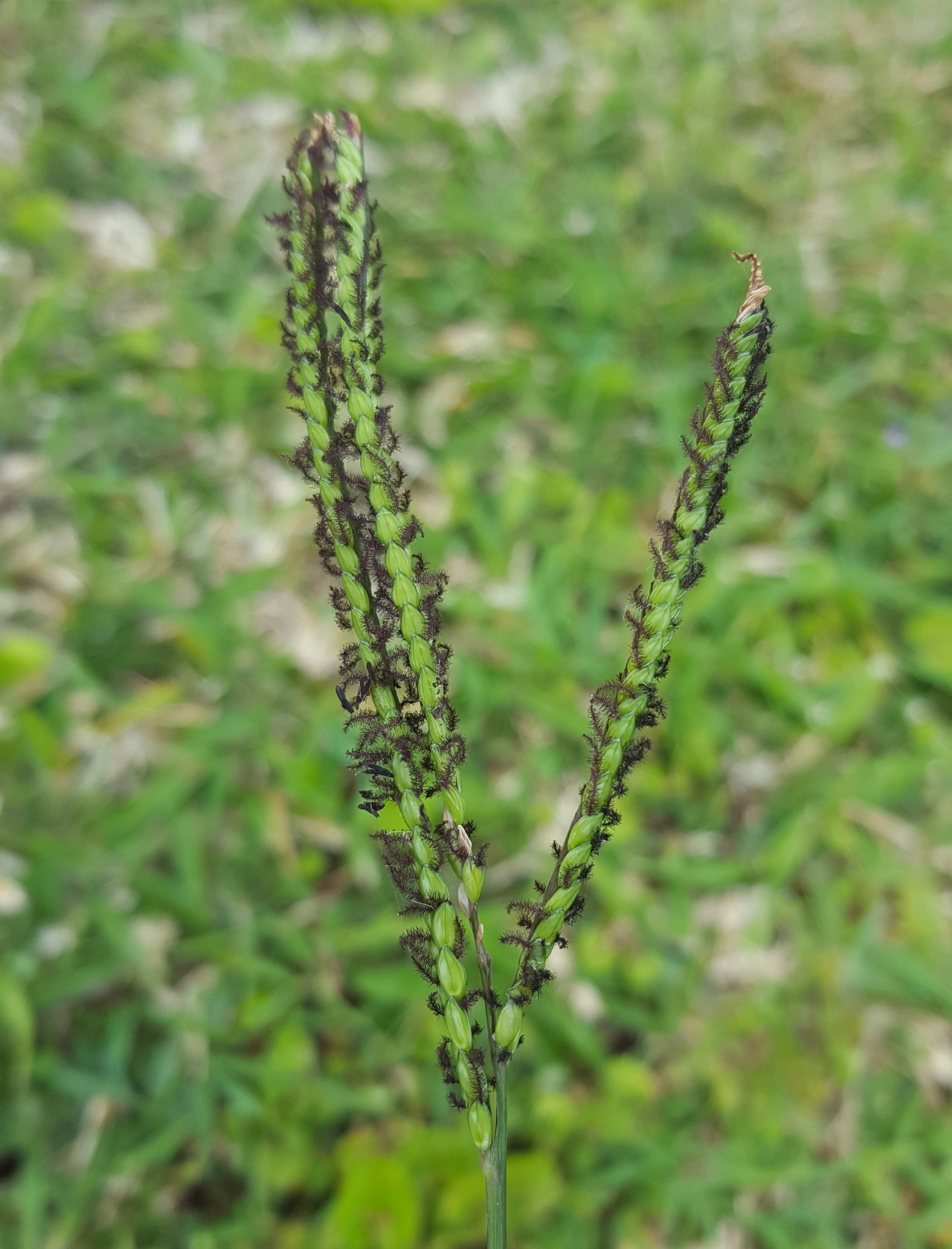 (c) François Rousseu, certains droits réservés (CC BY-NC) https://www.inaturalist.org/observations/90139102