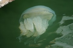 Rhizostoma pulmo