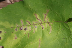 Scrobipalpula manierreorum