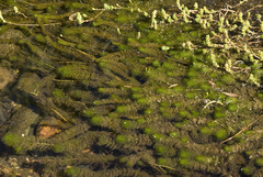 Myriophyllum quitense