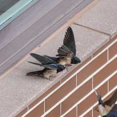 Hirundo rustica